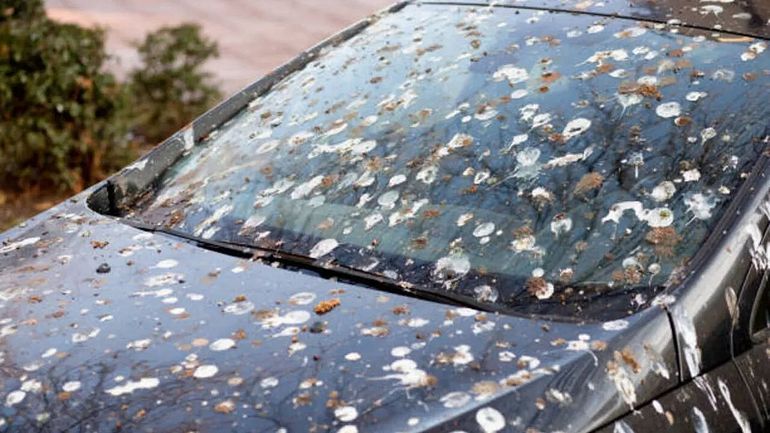 El truco infalible para limpiar los excrementos del auto. Foto: Freepik  | LM Neuquen El truco infalible para limpiar los excrementos del auto. Foto: Freepik