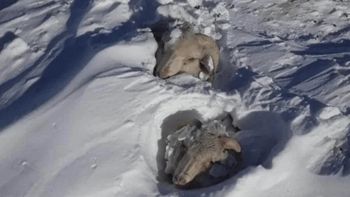 Miles de ovejas, vacas y llamas llevan semanas aisladas en zonas de Chubut a las que no se puede acceder luego de las tormentas de nieve. Miles de ovejas, vacas y llamas llevan semanas aisladas en zonas de Chubut a las que no se puede acceder luego de las tormentas de nieve.