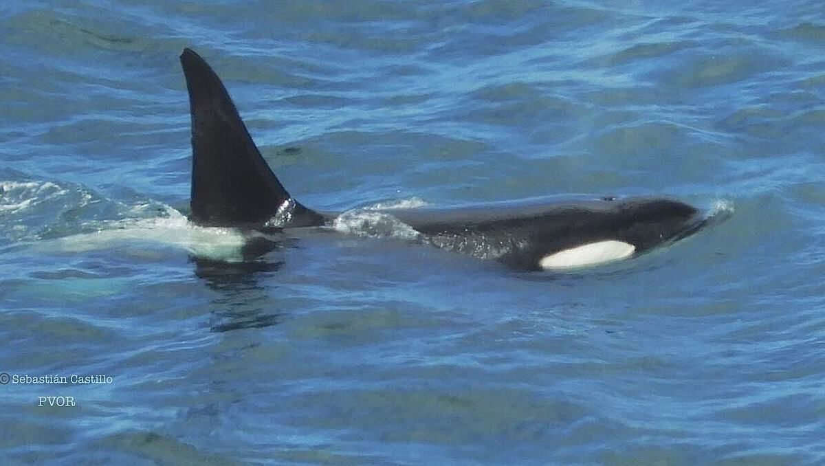 Sorpresa en Rada Tilly, Chubut, por la aparición de una orca solitaria.