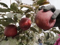 Hay indicios de que la cosecha de manzanas tuvo importantes pérdidas en esta temporada. Hay indicios de que la cosecha de manzanas tuvo importantes pérdidas en esta temporada.