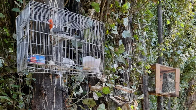 Trabajadores golondrinas comercializaban aves protegidas