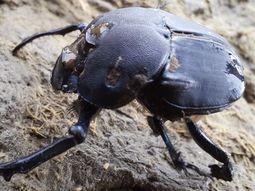 Los escarabajos de la subfamilia Scarabaeidae contribuyen a la fertilidad del suelo y la salud ecosistémica FOTO: Gentileza investigadores Los escarabajos de la subfamilia Scarabaeidae contribuyen a la fertilidad del suelo y la salud ecosistémica FOTO: Gentileza investigadores
