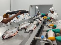 La firma “Idris Patagonia S.A” exportará truchas enteras o en filetes hacia la Unión Europea. La firma “Idris Patagonia S.A” exportará truchas enteras o en filetes hacia la Unión Europea.