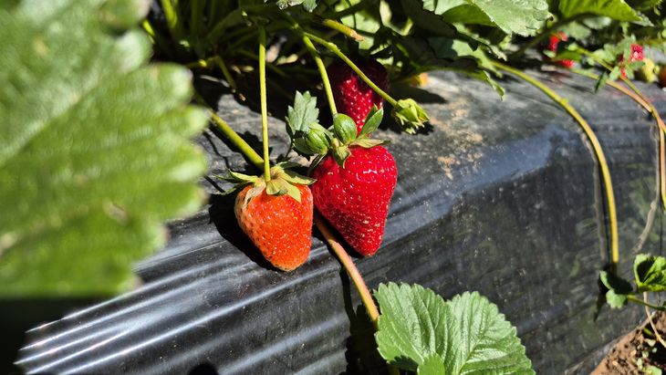 Los productores de Plottier ofrecer&aacute;n frutillas, moras y frambuesas reci&eacute;n recolectadas a precios directos de campo. Foto: Centro Pyme