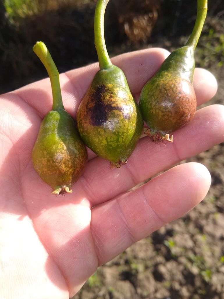 Convocan a los productores afectados por heladas a presentar declaración jurada