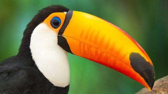 Mercado Libre lleva adelante iniciativas por la conservación del medioambiente y la biodiversidad