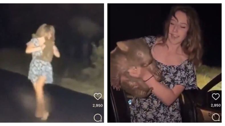 El video donde la influencer aleja a la cría de wombat de su mamá en Australia se hizo viral rápidamente y le generó grandes problemas.