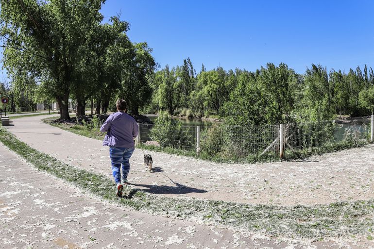 La pelusa de los álamos puede causar alergias y muchas veces puede confundirse con los virus. La pelusa de los álamos puede causar alergias y muchas veces puede confundirse con los virus.