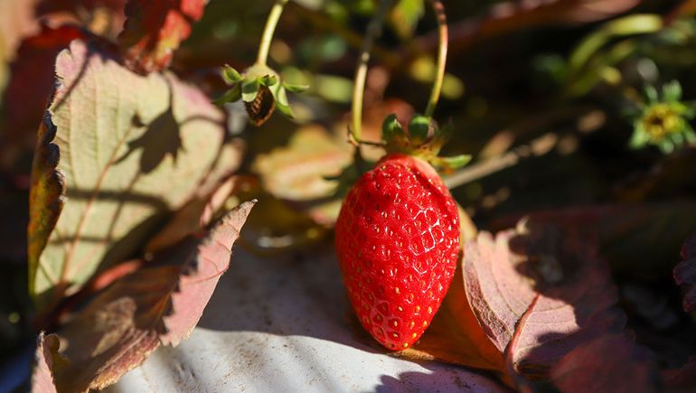La variante actual de la frutilla tiene cuatro subgenomas distintos. La variante actual de la frutilla tiene cuatro subgenomas distintos.
