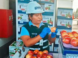 Los controles del Senasa de perú en frontera determinaron la presencia de Grapholita. Los controles del Senasa de perú en frontera determinaron la presencia de Grapholita.