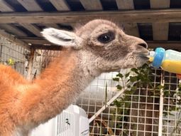 Tras una denuncia anónima, el Consejo Agrario de Santa Cruz intervino en la vivienda de Río Gallegos y rescató al chulenguito, al que criaban en condiciones deplorables. Tras una denuncia anónima, el Consejo Agrario de Santa Cruz intervino en la vivienda de Río Gallegos y rescató al chulenguito, al que criaban en condiciones deplorables.