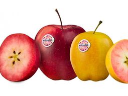 Kissabel, una variedad que está creciendo en los mercados. Kissabel, una variedad que está creciendo en los mercados.