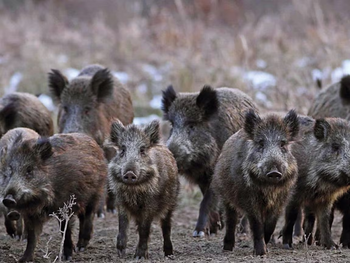 Impacto millonario: El jabalí causa pérdidas por más de 1.380 millones de dólares en Argentina.
