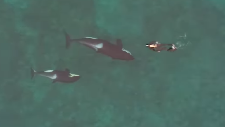 El momento exacto en que Juan Fiscina se topa con una orca y su cría en las aguas de Puerto Madryn