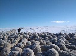 patagonia: claves para proteger a los animales ante las fuertes nevadas patagonia: claves para proteger a los animales ante las fuertes nevadas