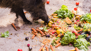 Jabalíes + restos de comida = receta perfecta para el desastre. Argentina aún puede evitarlo. | LM Neuquen Jabalíes + restos de comida = receta perfecta para el desastre. Argentina aún puede evitarlo.