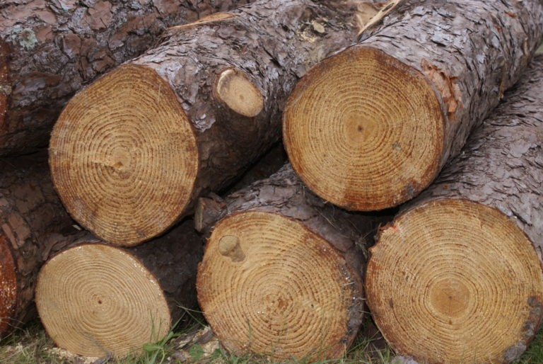 las exportaciones de madera aumentaron un 18,9% en 2024