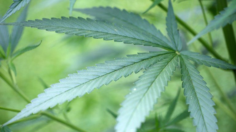 La marihuana se abre paso para uso medicinal.