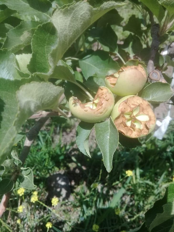 Frutos de manzana en desarrollo totalmente destruidos por las cotorras. Frutos de manzana en desarrollo totalmente destruidos por las cotorras.
