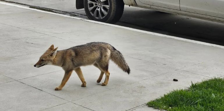 Sorpresa por la aparición de zorros en Rada Tilly, Chubut. Sorpresa por la aparición de zorros en Rada Tilly, Chubut.