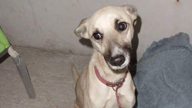 Marchan en reclamo de justicia por la perrita despellejada en Cipo
