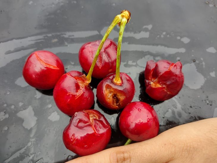 En minutos, el granizo arruinó lo que llevaba meses de trabajo: la producción destinada al mercado interno y externo quedó prácticamente perdida. En minutos, el granizo arruinó lo que llevaba meses de trabajo: la producción destinada al mercado interno y externo quedó prácticamente perdida.