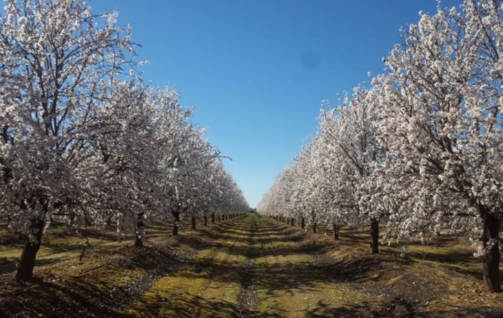 Frutales, frutos secos y sistemas de alta densidad están reemplazando a los viñedos tradicionales en distintas regiones del país. Frutales, frutos secos y sistemas de alta densidad están reemplazando a los viñedos tradicionales en distintas regiones del país.