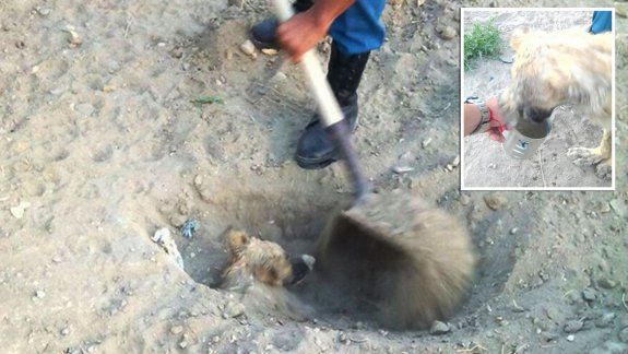 Enterraron vivo a un perro pensando que estaba muerto