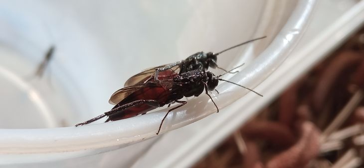 Las especies exógenas tienen plagas exógenas. Foto: Jose Villacide. Las especies exógenas tienen plagas exógenas. Foto: Jose Villacide.