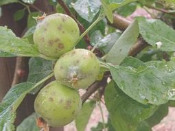 Los daños de la tormenta de granizo de ayer han sido importantes. Los daños de la tormenta de granizo de ayer han sido importantes.