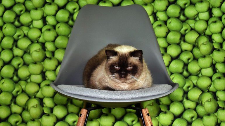 Ojo con las frutas que come tu gato
