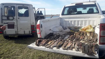 Pescadores furtivos fueron sorprendidos en el Limay Medio