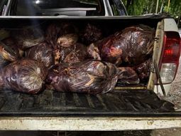 Cerca de 750 kilos de carne secuestró la Policía en Barda del Medio. Cerca de 750 kilos de carne secuestró la Policía en Barda del Medio.