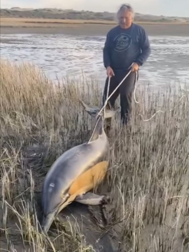 El momento en que Walter inicia la dura tarea de arrastrar al delfín en un terreno fangoso y complicado. El momento en que Walter inicia la dura tarea de arrastrar al delfín en un terreno fangoso y complicado. 