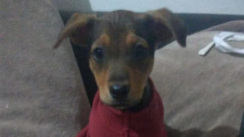 rescatan a un perro que fue golpeado y obligado a tomar cerveza rescatan a un perro que fue golpeado y obligado a tomar cerveza