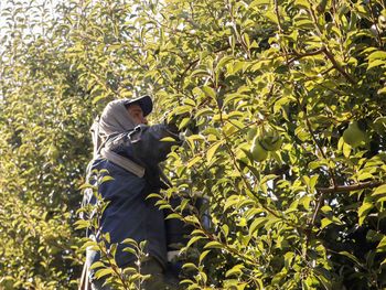 La fruticultura para el Valle de Río Negro y Neuquén, es una catividad clave.