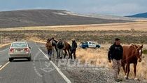 animales sueltos en rutas de neuquen: secuestraron 14 caballos en un operativo policial animales sueltos en rutas de neuquen: secuestraron 14 caballos en un operativo policial