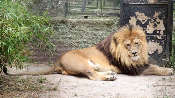 Dos leones que estaban en un zoo serán liberados