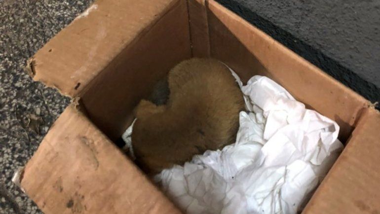 Recolectores salvaron a un perrito que habían tirado en la basura