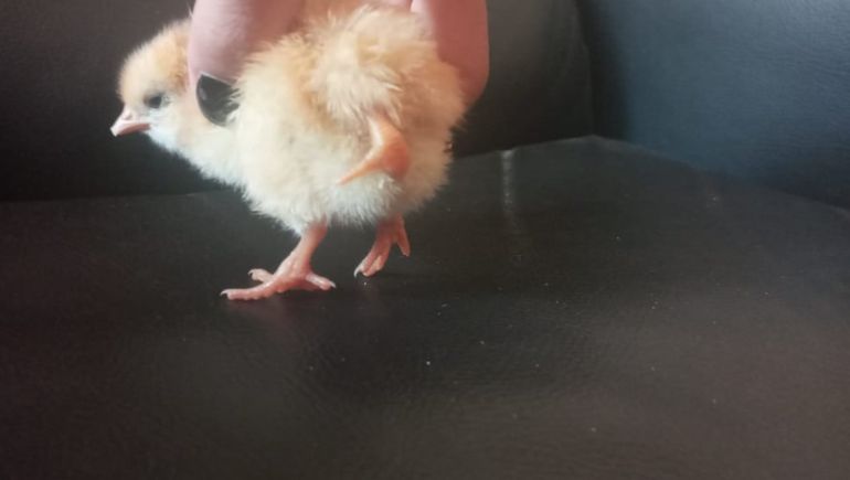 Centenario: nació un pollito de tres patas y revolucionó las redes sociales
