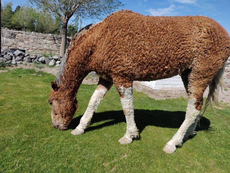 Los misteriosos caballos con rulos que crían en el sur rionegrino