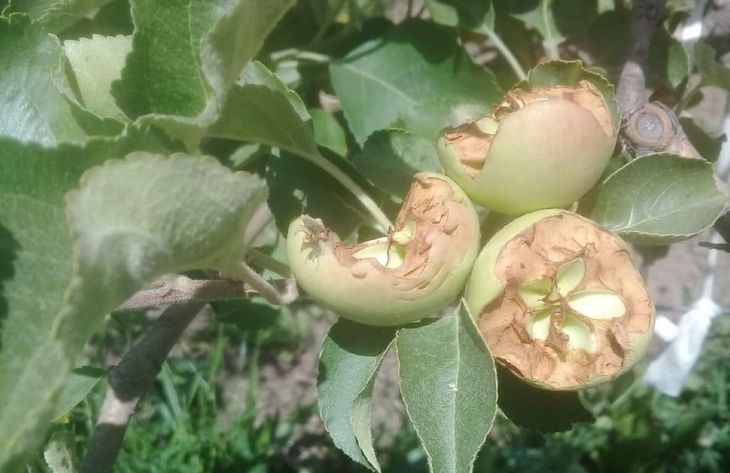 Daños en manzanos detectados la pasada campaña con el fruto ya en pleno crecimiento. Daños en manzanos detectados la pasada campaña con el fruto ya en pleno crecimiento.