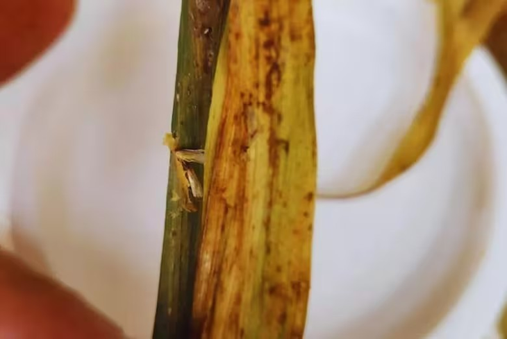 El frío da alivio al maíz. El frío da alivio al maíz.