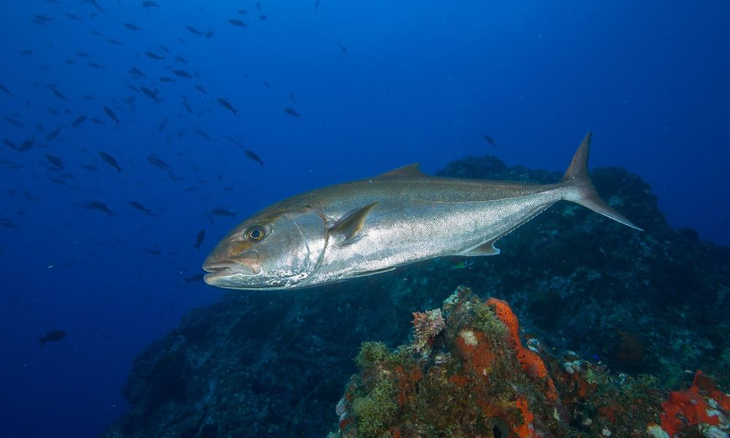 Chubut combina aguas limpias, puertos operativos e industria pesquera para la acuicultura. Chubut combina aguas limpias, puertos operativos e industria pesquera para la acuicultura.