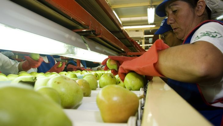 La pera argentina está muy bien catalogada en los mercados externos. La pera argentina está muy bien catalogada en los mercados externos.