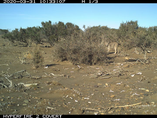 Cámaras trampa del CENPAT-CONICET documentaron por primera vez a pumas cazando salmones en ríos patagónicos.