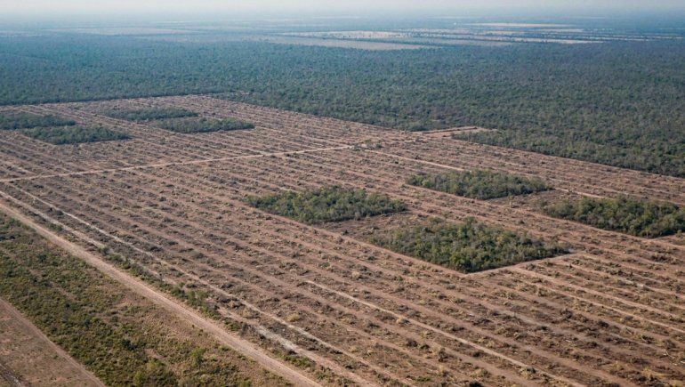 La alarma de Greenpeace: deforestaron casi 50 mil hectáreas en la cuarentena