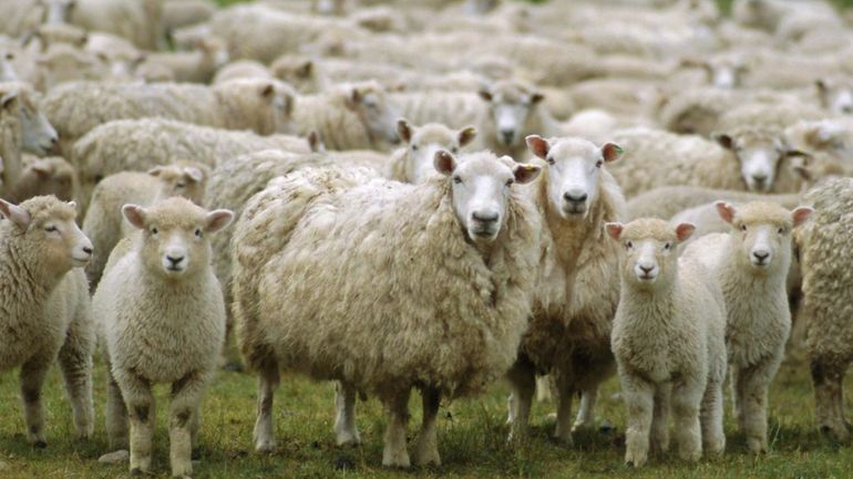 Actualmente en Chubut hay menos de 3 millones de cabezas de ganado ovino.