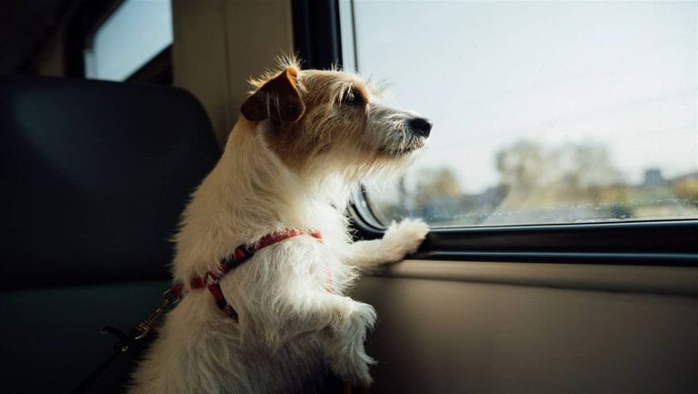 El traslado de mascotas queda sujeto al uso de transportín, documentación sanitaria y reglas de convivencia a bordo. El traslado de mascotas queda sujeto al uso de transportín, documentación sanitaria y reglas de convivencia a bordo.