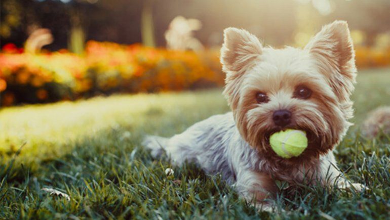 TikTok: un adorable truco para personas con perros de raza pequeña. | Foto referencial.